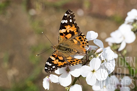 BUTTERFLY_PAINTED_LADY
