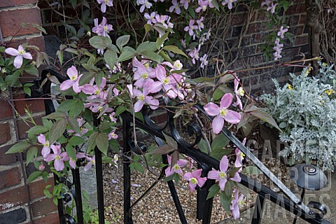 CLEMATIS_MONTANA_FRAGRANT_SPRING
