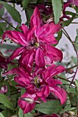 CLEMATIS ROSALYN