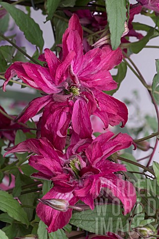 CLEMATIS_ROSALYN