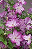 CLEMATIS PERNILLE