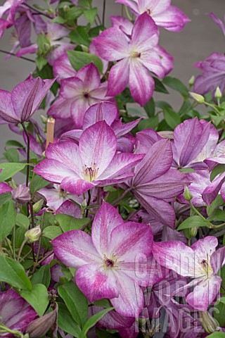 CLEMATIS_PERNILLE