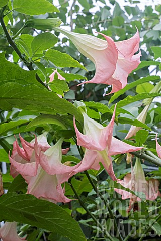 BRUGMANSIA_FROSTY_PINK
