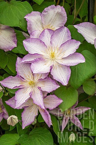 CLEMATIS_LUCKY_CHARM