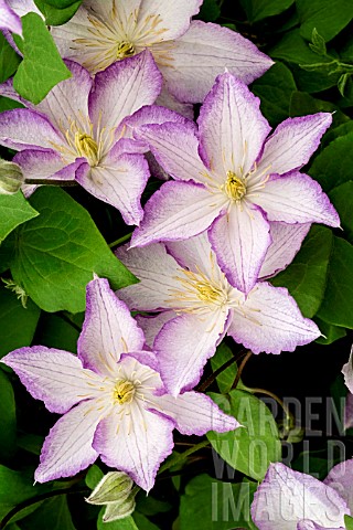 CLEMATIS_LUCKY_CHARM