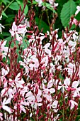 GAURA ‘ROSY SHIMMERS’