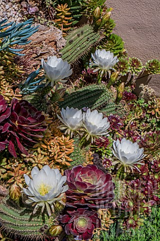 CACTI_AND_SUCCULENTS