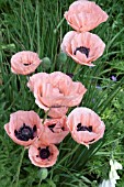 PAPAVER PINZESSIN VICTORIA LOUISE ORIENTAL GROUP