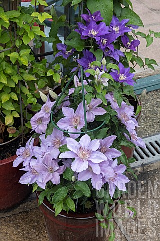 PATIO_CLEMATIS_IN_CONTAINERS