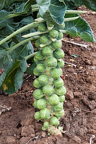 BRUSSELS_SPROUTS_ON_THE_STALK