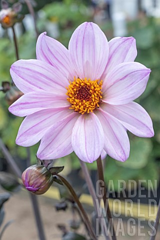 DAHLIA_BISHOP_OF_LEICESTER