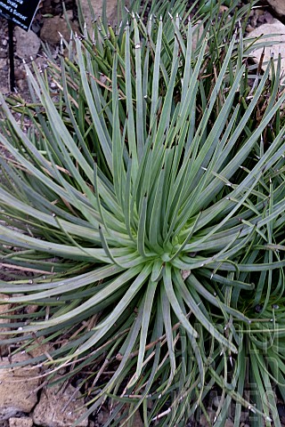 AGAVE_STRICTA