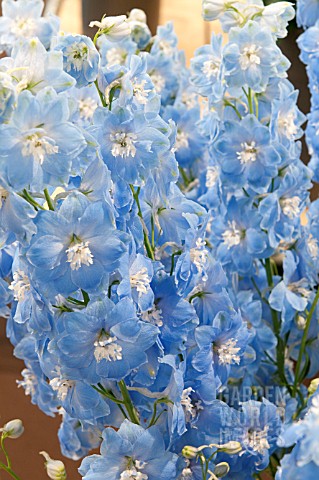 DELPHINIUM_DEWI_BOY