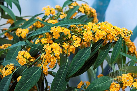 EUPHORBIA_FULGENS_YELLOW_RIVER