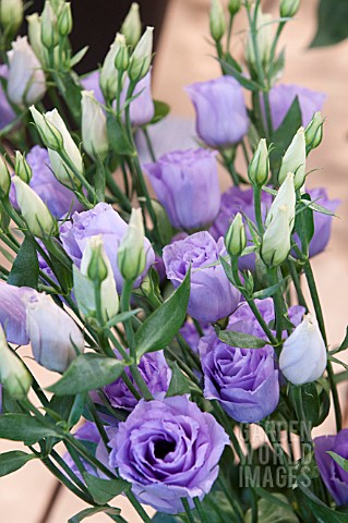 LISIANTHUS_RUSSELLIANUM_CROMA_LAVENDER_EUSTOMA