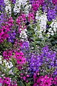 ANGELONIA F1 SERENA BLUE, RED, White