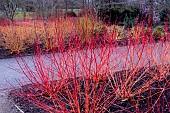 WINTER COLOUR WITH DOGWOODS