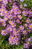 ASTER LITTLE PINK LADY