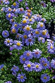 ASTER LITTLE MARY IN BLUE