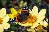 RED ADMIRAL BUTTERFLY