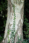 SILVER BIRCH WITH IVY