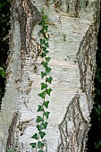 SILVER BIRCH TREE TRUNK WITH IVY