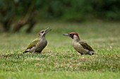 GREEN WOODPECKER ADULT AND JUVENILE ON A GARDEN LAWN