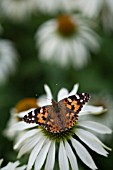 PAINTED LADY BUTTERFLY VANESSA CARDUI, FEEDING ON ECHINACEA