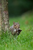 Grey squirrel Sciurus carolinensis adult feeding on a piece of fungi, Suffolk, UK, October