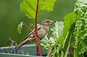 House sparrow Passer domesticus adult female bird feeding on a Swiss chard plant in a garden raised bed, Suffolk, England, UK, June