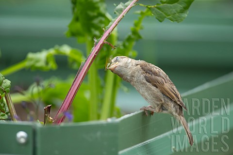 House_sparrow_Passer_domesticus_adult_female_bird_feeding_on_a_Swiss_chard_plant_in_a_garden_raised_