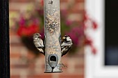House sparrow Passer domesticus adult male and female birds on a garden bird feeder, Suffolk, England, UK, August