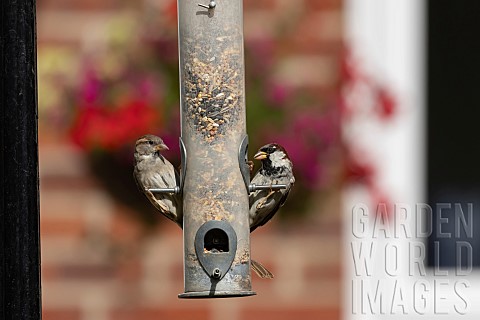 House_sparrow_Passer_domesticus_adult_male_and_female_birds_on_a_garden_bird_feeder_Suffolk_England_