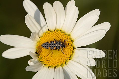 Sevenspot_ladybird_Coccinella_septempunctata_larva_on_an_Oxeye_daisy_Leucanthemum_vulgare_flower_Suf