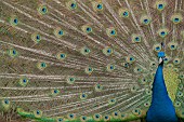 Indian peafowl Pavo cristatus adult bird displaying its tail feathers, UK, March