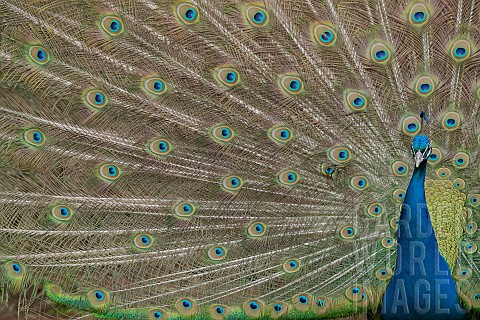 Indian_peafowl_Pavo_cristatus_adult_bird_displaying_its_tail_feathers_UK_March