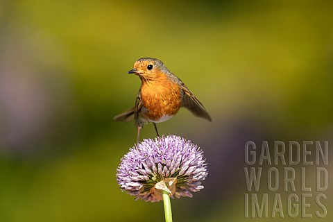 European_robin_Erithacus_rubecula_adult_bird_on_a_garden_Allium_flower_spike_Suffolk_England_UK_May