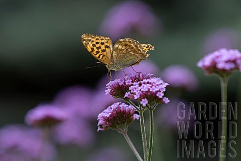 Silverwashed_fritillary_butterfly_Argynnis_paphia_adult_feeding_on_a_garden_Vervain_Verbena_officina