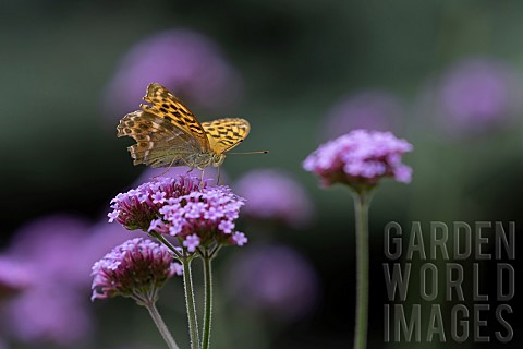 Silverwashed_fritillary_butterfly_Argynnis_paphia_adult_feeding_on_a_garden_Vervain_Verbena_officina