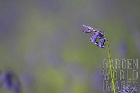 English_bluebell_Hyacinthoides_nonscripta_single_flower_spike_in_a_woodland_Suffolk_England_UK