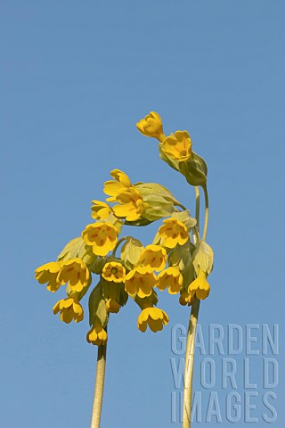 Cowslip_Primula_veris_flowers_Suffolk_England_UK