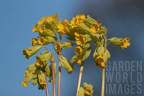 Cowslip_Primula_veris_flowers_Suffolk_England_UK
