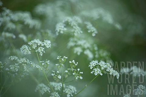 Cow_parsley_Anthriscus_sylvestris_flowers_Suffolk_England_UK