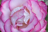 Rose Rosa spp flower petals, Suffolk, England, UK