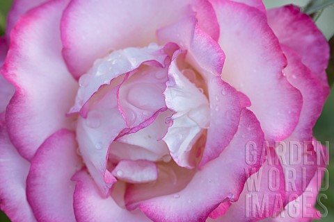 Rose_Rosa_spp_flower_petals_Suffolk_England_UK