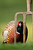 COMMON MALE PHEASANT BY A GARDEN FORK