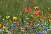 Wildflower border including Corn marigold Glebionis segetum, Common field poppy Papaver rhoeas and Cornflower Centaurea cyanus, Suffolk, England, UK