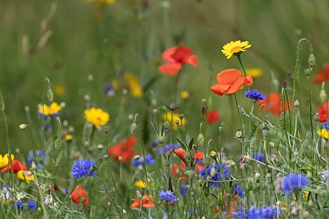 Wildflower_border_including_Corn_marigold_Glebionis_segetum_Common_field_poppy_Papaver_rhoeas_and_Co