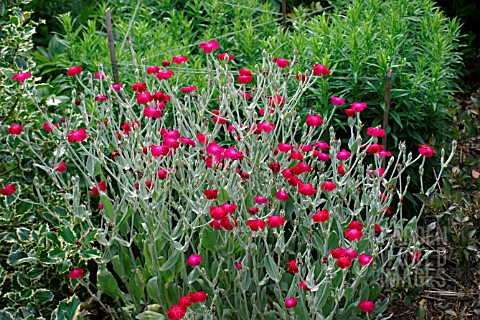 LYCHNIS_CORONARIA