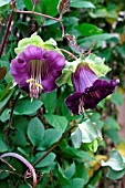 COBAEA SCANDENS CUP AND SAUCER PLANT.